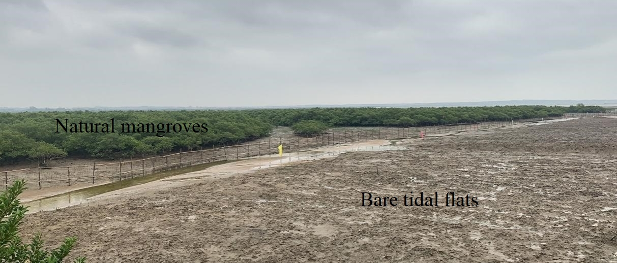 Guangxi Shankou Mangrove field trip 1