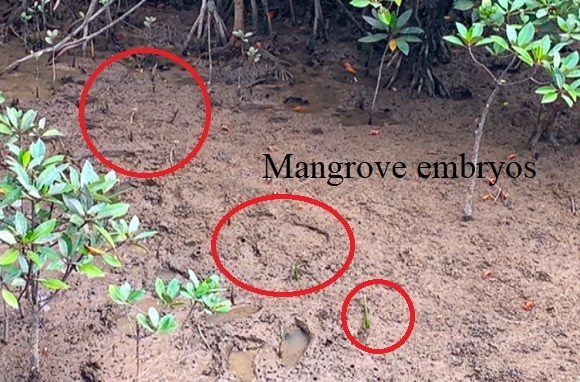 Guangxi Shankou Mangrove field trip 2