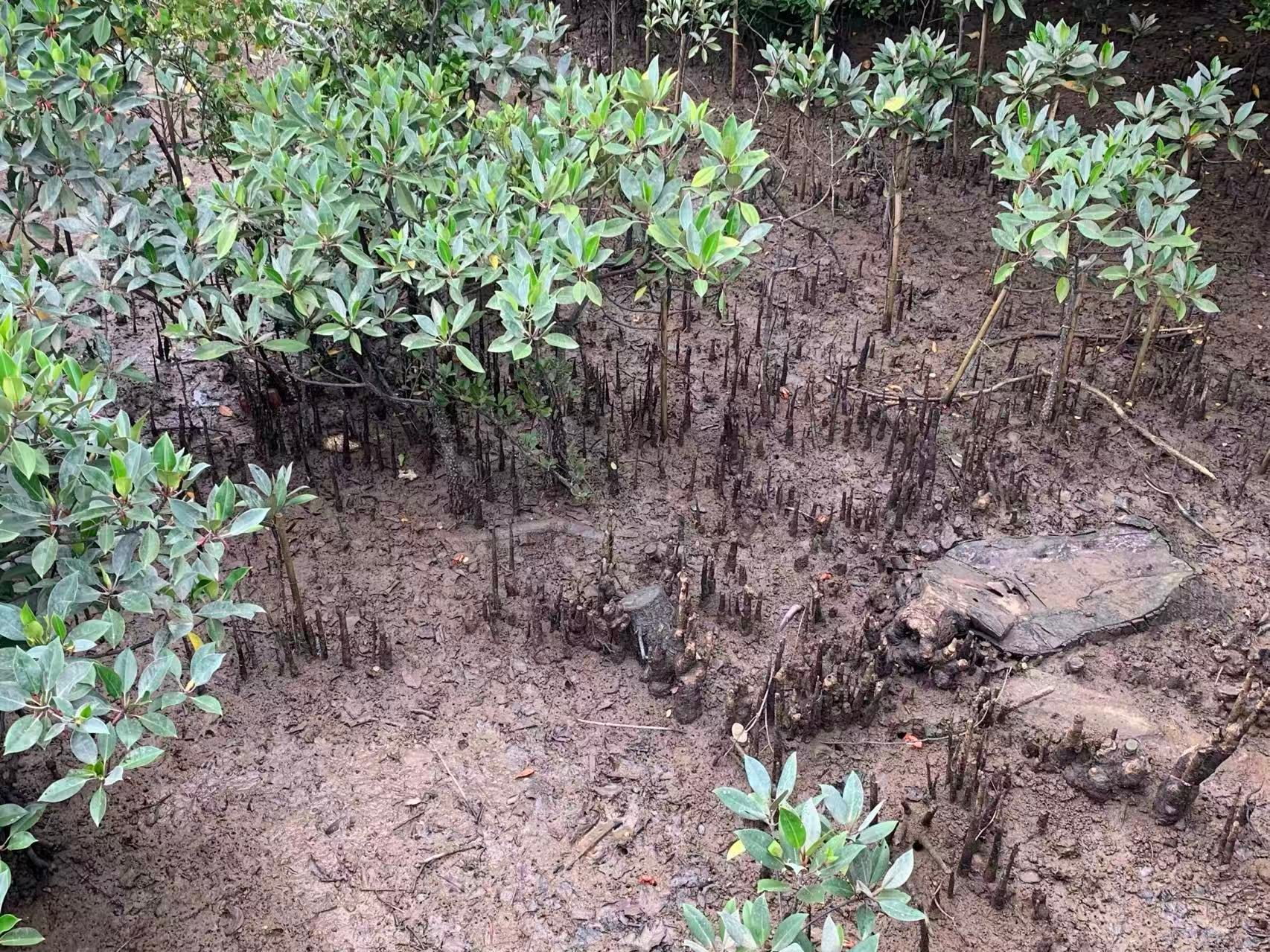 Guangxi Shankou Mangrove field trip 4